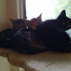 KITTENS