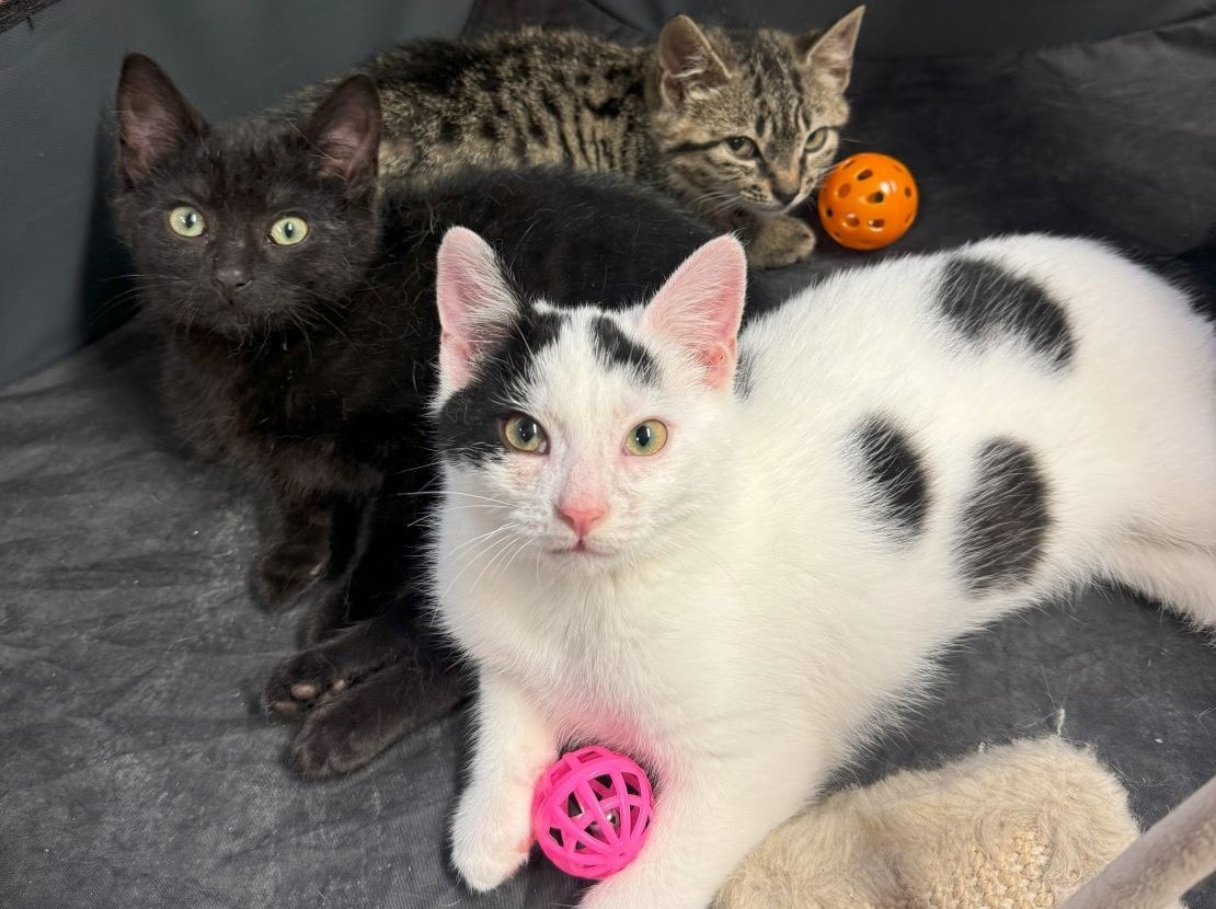 RSPCA Furness and Barrow Branch local care