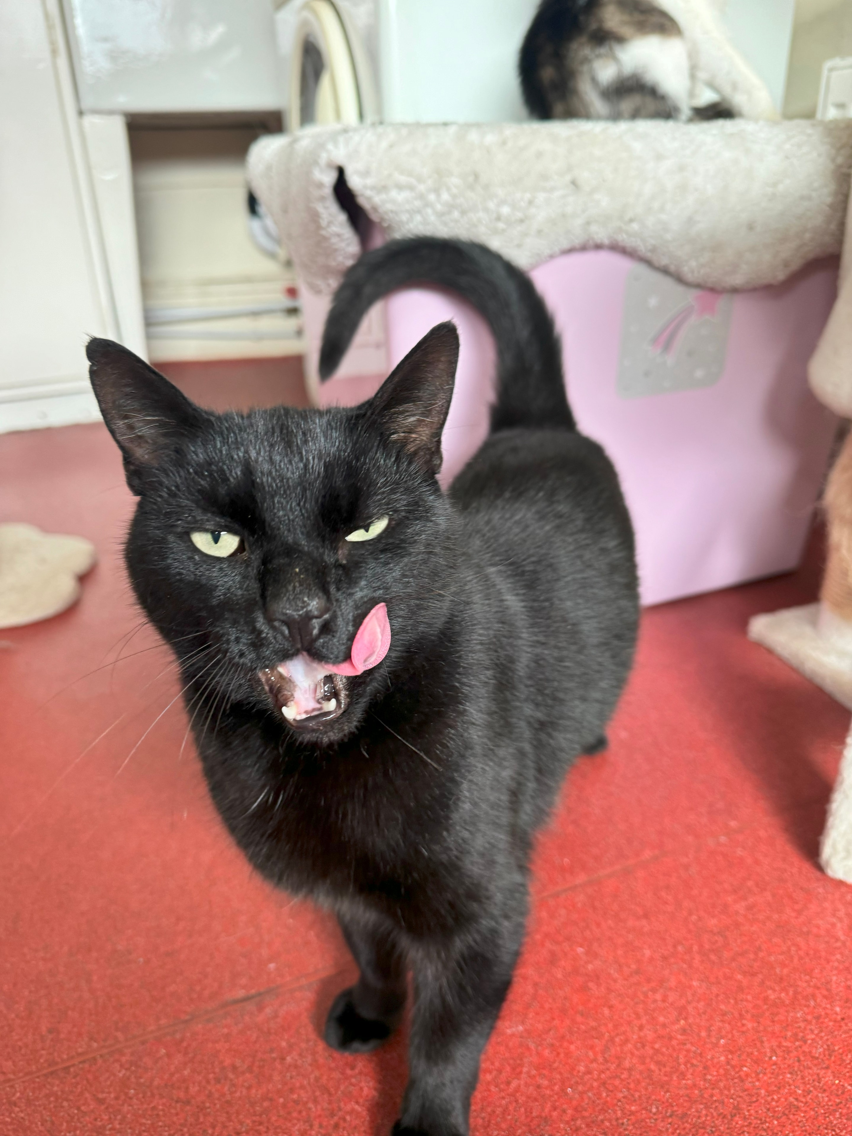 Volunteer gently caring for a cat at an animal shelter